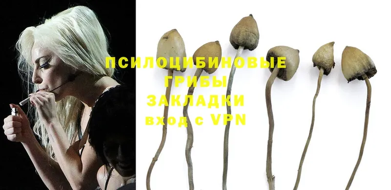 Псилоцибиновые грибы MAGIC MUSHROOMS  закладка  кракен как войти  Ачинск 